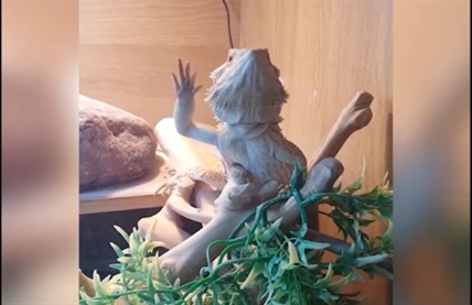 TRENDING NOW: Lizard waves at owner | iNFOnews.ca