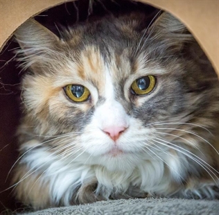 Looking for a forever home; Kelowna SPCA pet of the week | iNFOnews.ca
