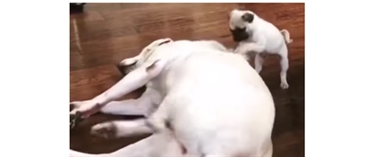 TRENDING NOW: Pug scratches another dog's back | iNFOnews.ca
