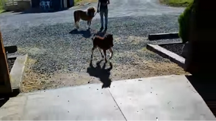 TRENDING NOW: Miniature horse chase | iNFOnews.ca