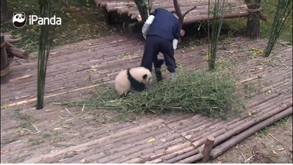 TRENDING NOW: Panda won't leave handler alone | iNFOnews.ca