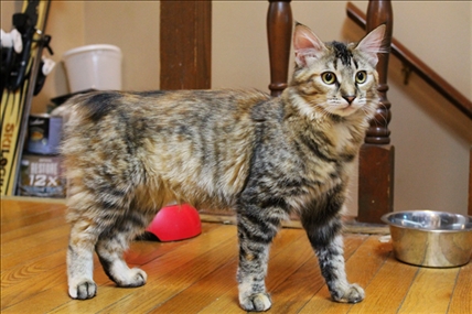 Looking for a forever home; Kamloops SPCA pet of the week | iNFOnews.ca Looking for a forever home; Kamloops SPCA pet of the week | iNFOnews.ca