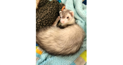 Looking for a forever home; Vernon SPCA pet of the week | iNFOnews.ca Looking for a forever home; Vernon SPCA pet of the week | iNFOnews.ca