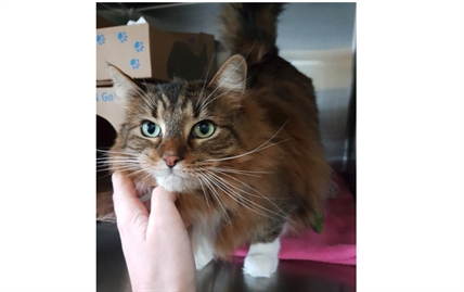 Looking for a forever home; Penticton SPCA pet of the week | iNFOnews.ca