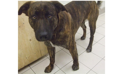 Looking for a forever home; Kelowna SPCA pet of the week | iNFOnews.ca Looking for a forever home; Kelowna SPCA pet of the week | iNFOnews.ca