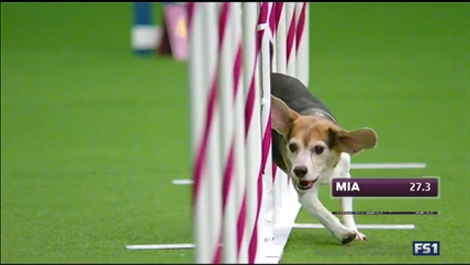 TRENDING NOW: Mia the Beagle gets distracted | iNFOnews.ca