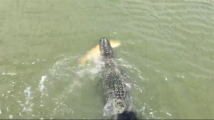 TRENDING NOW: Alligator snatches catch from fishing line | iNFOnews.ca