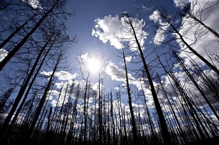 Loggers finding few salvageable trees in wake of ferocious Fort McMurray wildfire | iNFOnews.ca