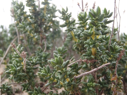 MORAN: A foraging foray onto the Portuguese Iberian Peninsula | iNFOnews.ca