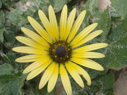 MORAN: A foraging foray onto the Portuguese Iberian Peninsula | iNFOnews.ca