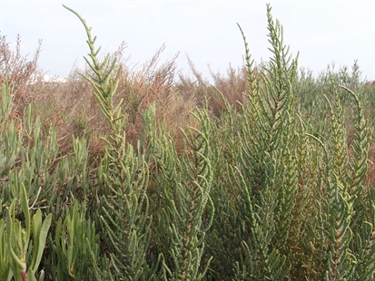 MORAN: A foraging foray onto the Portuguese Iberian Peninsula | iNFOnews.ca