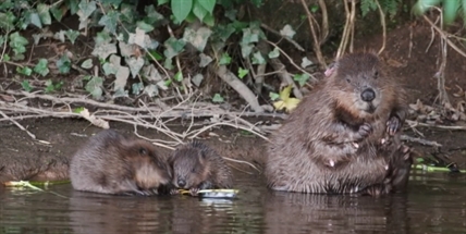 TRENDING NOW: Bath time for a family of beavers | iNFOnews.ca