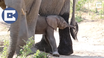 TRENDING NOW: Baby elephant's first steps | iNFOnews.ca