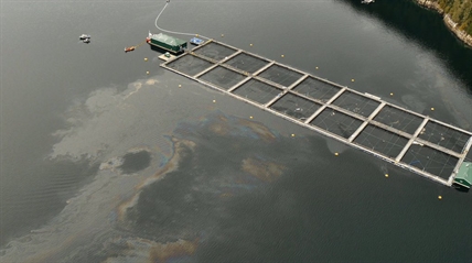 Clean-up underway after 1,000 litres of bio diesel spills at B.C. fish farm | iNFOnews.ca Clean-up underway after 1,000 litres of bio diesel spills at B.C. fish farm | iNFOnews.ca