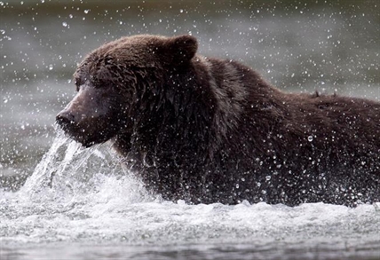 Grizzly hunters from EU granted permits to export from B.C. despite ban: report | iNFOnews.ca