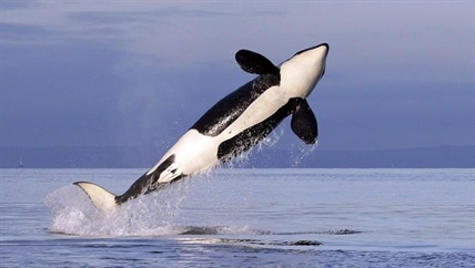 Ottawa's recovery plan for West Coast's endangered orcas criticized as too weak | iNFOnews.ca Ottawa's recovery plan for West Coast's endangered orcas criticized as too weak | iNFOnews.ca