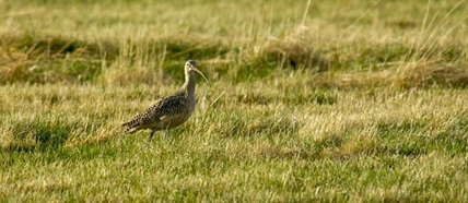 B.C. wetlands grow with land purchase by conservation groups | iNFOnews.ca