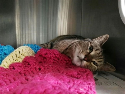 California family to reunite with missing cat found in southern Ontario | iNFOnews.ca