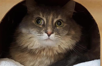 Looking for a forever home; Kelowna SPCA pet of the week | iNFOnews.ca