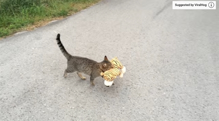 TRENDING NOW: Cat steals tiger toy | iNFOnews.ca