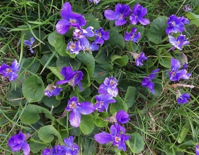 MORAN: Violets are the first ‘sign of spring’ | iNFOnews.ca