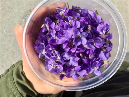 MORAN: Violets are the first ‘sign of spring’ | iNFOnews.ca