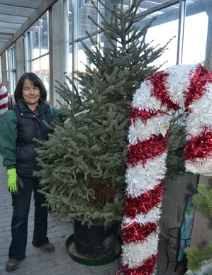 Branching out with new holiday traditions | iNFOnews.ca Branching out with new holiday traditions | iNFOnews.ca