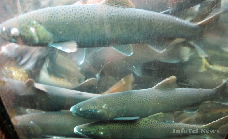 Salmon off limits throughout region | iNFOnews.ca
