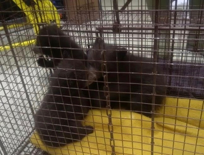 Motorist finds three furry surprises at roadside bathroom near national park | iNFOnews.ca