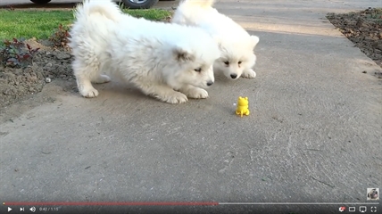 TRENDING NOW: Samoyed puppies push the cute meter to overload | iNFOnews.ca