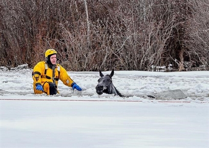 Firefighters cut paths through ice to shore to save Alberta horses | iNFOnews.ca
