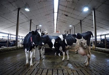 Canadian envoy fires back at Trump over dairy, says criticism not based on facts | iNFOnews.ca Canadian envoy fires back at Trump over dairy, says criticism not based on facts | iNFOnews.ca