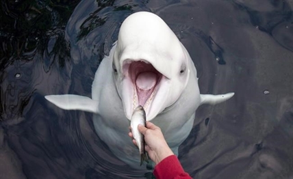Investigation says toxin killed the Vancouver aquarium's beluga whales | iNFOnews.ca