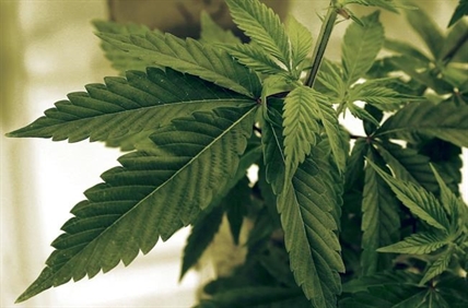Canadians only now starting to get heads around pot legalization, forum told | iNFOnews.ca