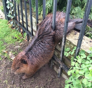 Fat beaver stuck in fence freed by soapy hands of Hamilton city worker | iNFOnews.ca