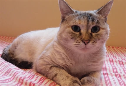 Looking for a forever home; Kamloops SPCA pet of the week | iNFOnews.ca Looking for a forever home; Kamloops SPCA pet of the week | iNFOnews.ca