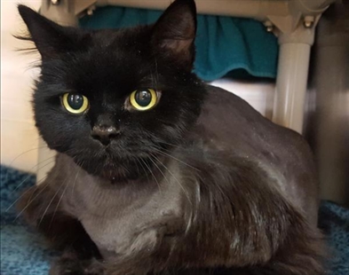 Looking for a forever home; Kelowna SPCA pet of the week | iNFOnews.ca Looking for a forever home; Kelowna SPCA pet of the week | iNFOnews.ca