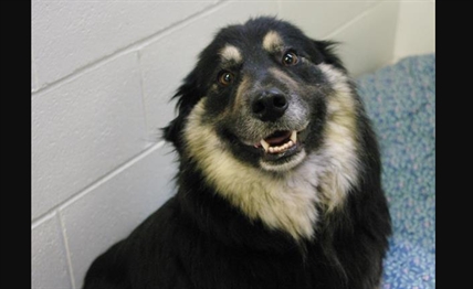 Looking for a forever home; Penticton SPCA pet of the week | iNFOnews.ca Looking for a forever home; Penticton SPCA pet of the week | iNFOnews.ca