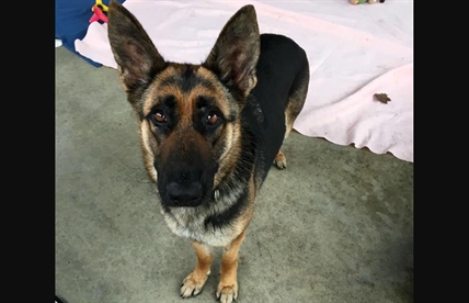 Looking for a forever home; Vernon SPCA pet of the week | iNFOnews.ca Looking for a forever home; Vernon SPCA pet of the week | iNFOnews.ca