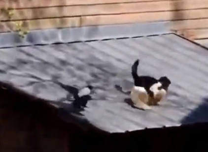 The crow and the fighting cats | iNFOnews.ca