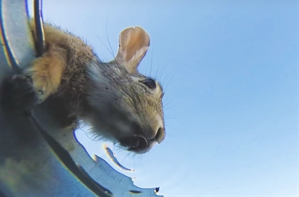 TRENDING NOW: Underwater camera gives unique view of animals drinking | iNFOnews.ca