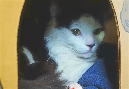 Looking for a forever home; Kelowna SPCA pet of the week | iNFOnews.ca