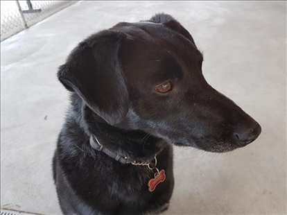 Looking for a forever home; Penticton SPCA pet of the week | iNFOnews.ca