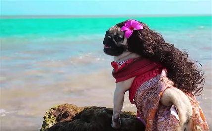 TRENDING NOW: A pug takes on the role of latest Disney princess | iNFOnews.ca TRENDING NOW: A pug takes on the role of latest Disney princess | iNFOnews.ca