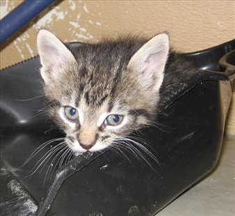 Vernon SPCA Pets of the Week | iNFOnews.ca Vernon SPCA Pets of the Week | iNFOnews.ca