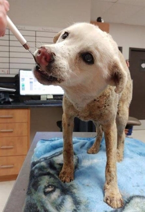 'Whole body was smoking:' Kids throw dog into firepit in Manitoba community | iNFOnews.ca