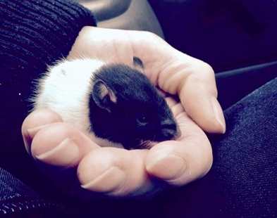 Volunteer saves life of pet mouse that had overdosed on heroin in Vancouver | iNFOnews.ca