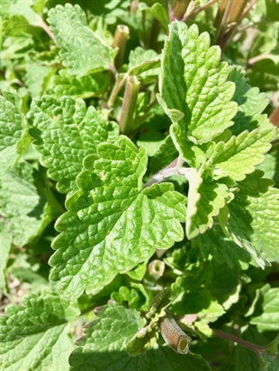 MORAN: Wild cough medicine | iNFOnews.ca MORAN: Wild cough medicine | iNFOnews.ca