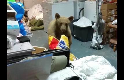 TRENDING NOW: Friendly woman faces off with bear in her garage | iNFOnews.ca