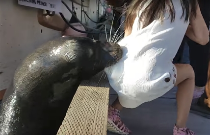 TRENDING NOW: Sea lion drags girl into water near Vancouver | iNFOnews.ca TRENDING NOW: Sea lion drags girl into water near Vancouver | iNFOnews.ca